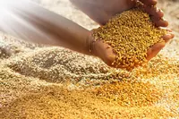 Фуражная пшеница