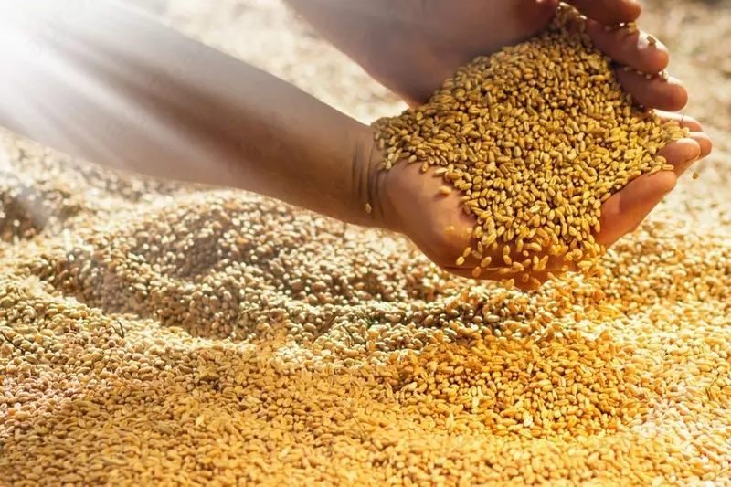 Фуражная пшеница