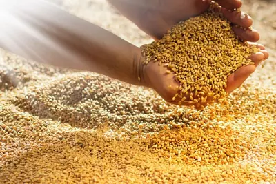 Фуражная пшеница