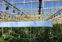 Клеевая ловушка, рулон, желтая, синяя, черная 15-30 см x 100 м