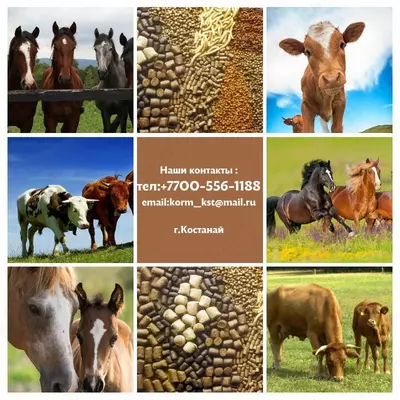 Aralash ozuqa granüler universaldir