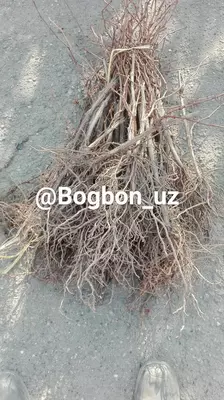 виноград саженцы