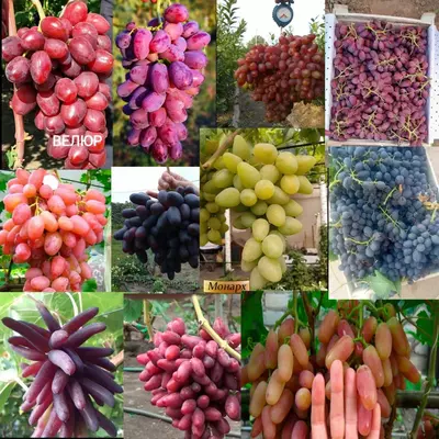 виноград саженцы