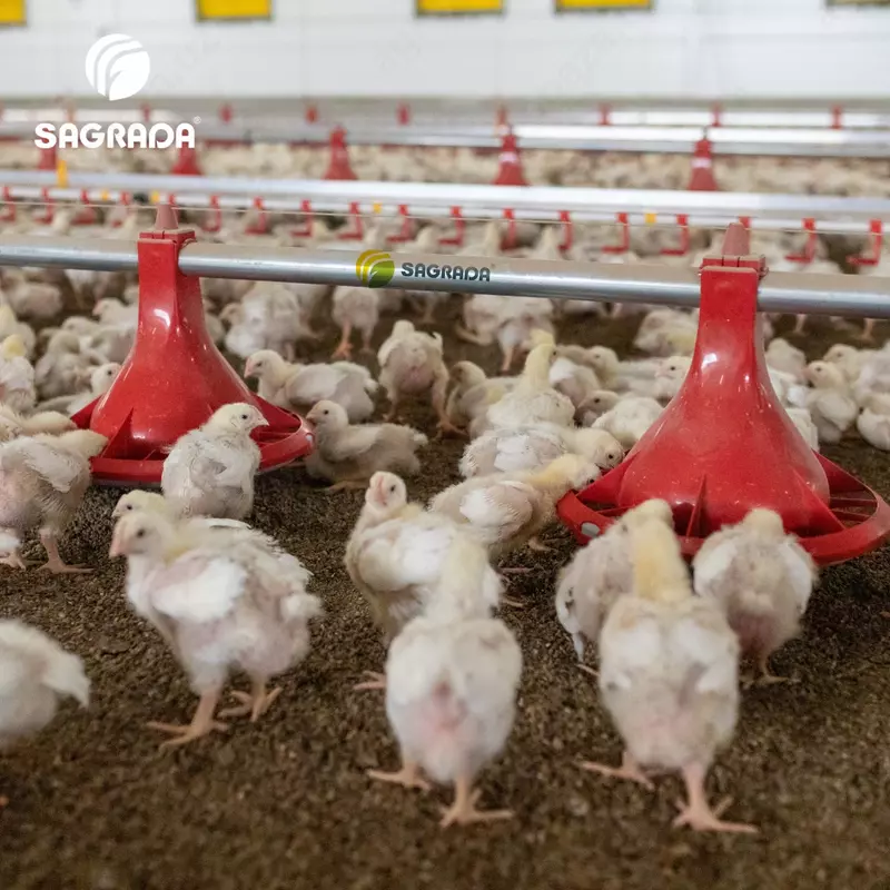 Кормушки для цыплят бройлеров