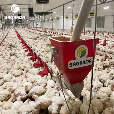 Линии кормления для бройлеров