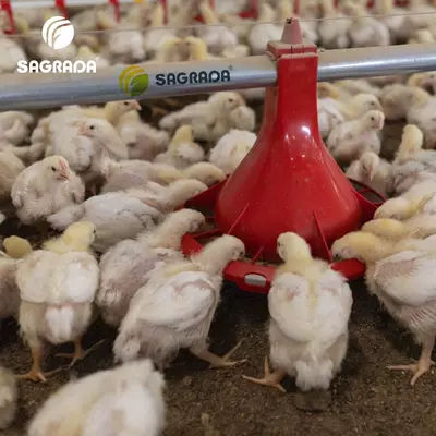 Автоматические кормушки для бройлеров bEST