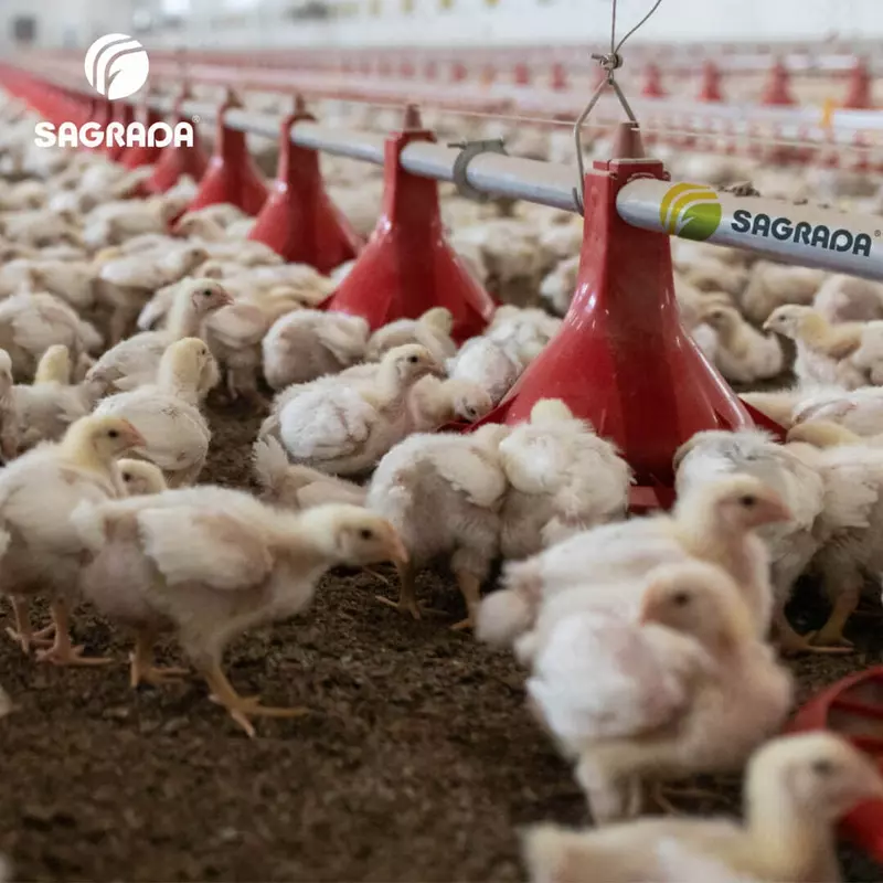 Masofadan boshqarish pulti bilan broylerlarni yetishtirish uskunalari