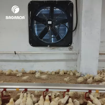 Broylerlar uchun ventilyatorlar