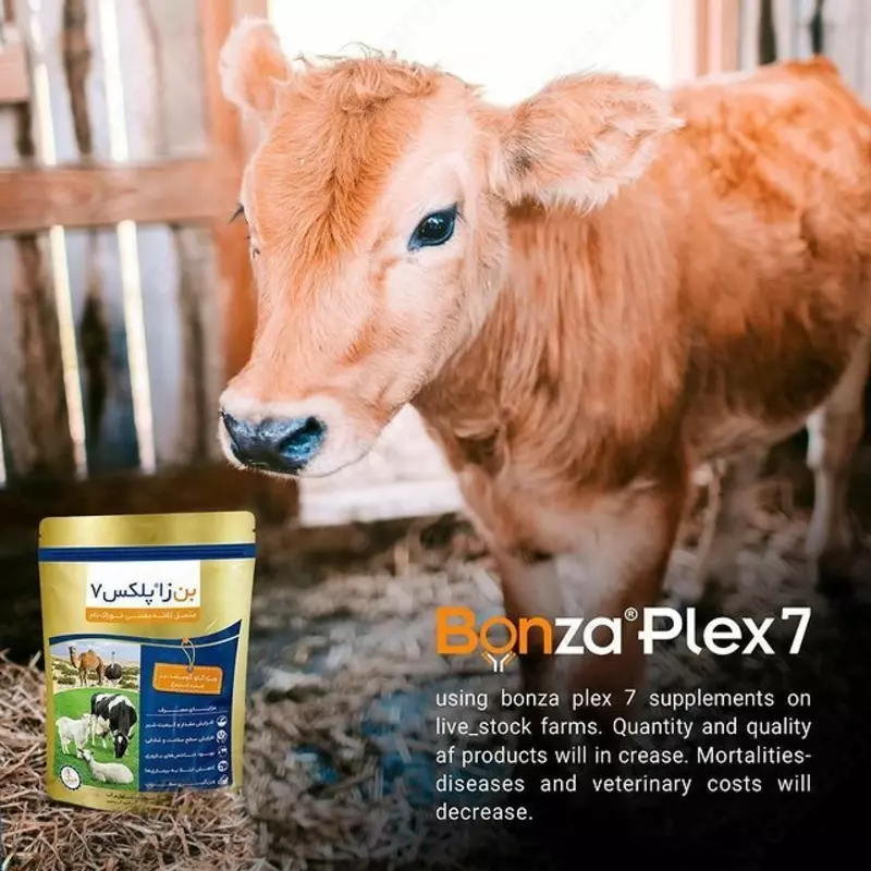 Бонзаплекс 7