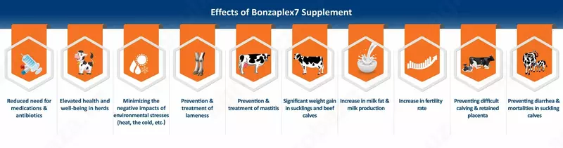 Бонзаплекс 7