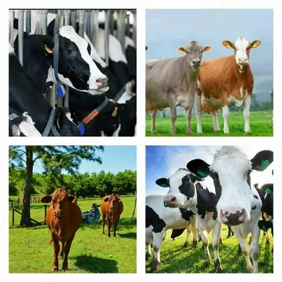 NASILLI MOL GOLSHTEYN ANGUS SIMMENTAL