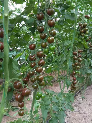 Cherry Tiger F1 (Кора Черри)