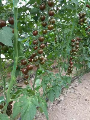 Cherry Tiger F1 (Кора Черри)