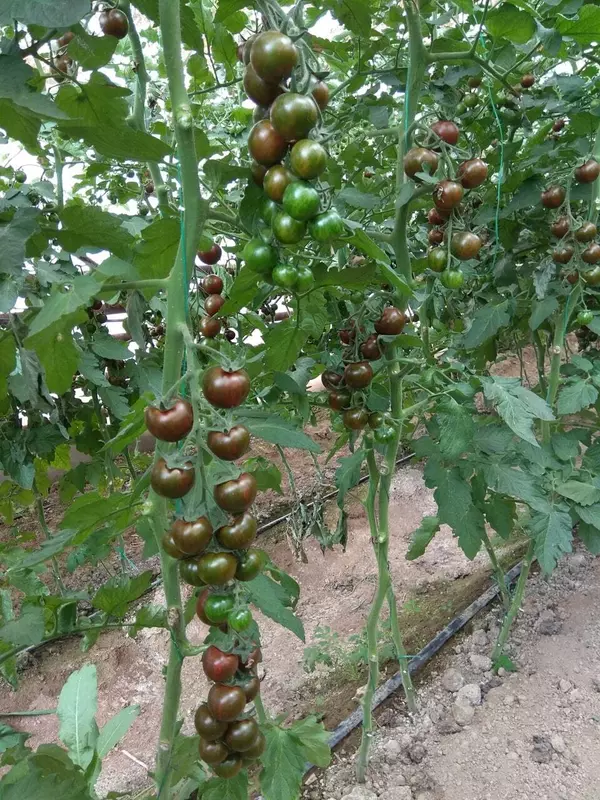 Cherry Tiger F1 (Кора Черри)