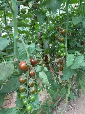 Cherry Tiger F1 (Кора Черри)