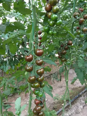 Cherry Tiger F1 (Кора Черри)