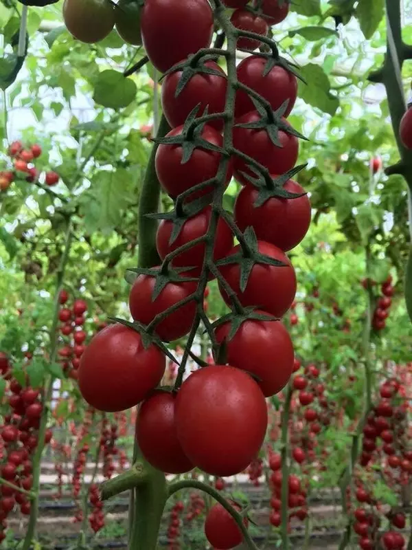 GUZEL F1 (Узунчок)