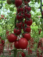 GUZEL F1 (Узунчок)