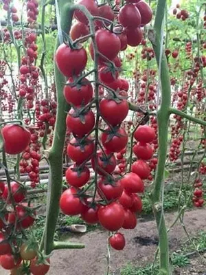 GUZEL F1 (Узунчок)