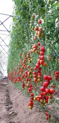 GUZEL F1 (Узунчок)