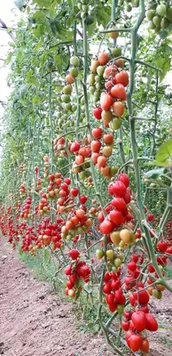 GUZEL F1 (Узунчок)