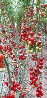 GUZEL F1 (Узунчок)