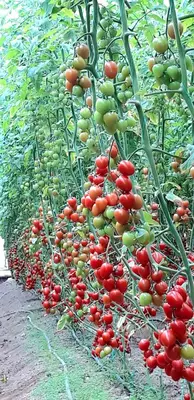 GUZEL F1 (Узунчок)