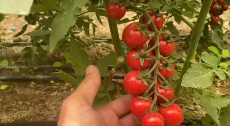 Cherry Milana F1 (2337)