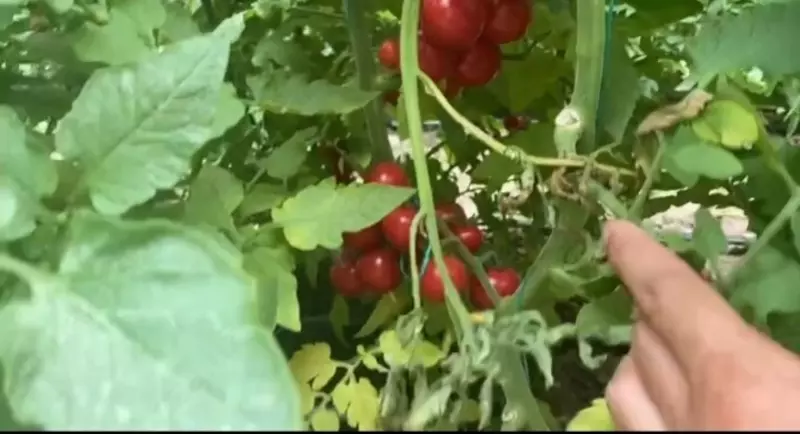 Cherry Milana F1 (2337)