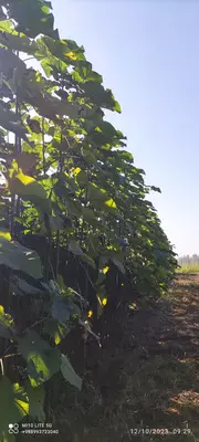 Павловния павлония