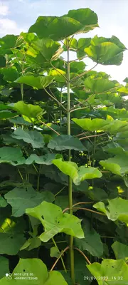 Павловния павлония