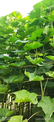 Павловния павлония