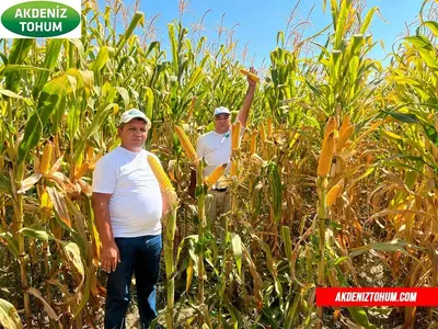 makkajoxori маккажохори уруг оптом birinchi qo'ldan!