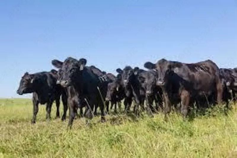 Evropadan qabila to'rlarini etkazib berish