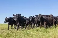 Evropadan qabila to'rlarini etkazib berish