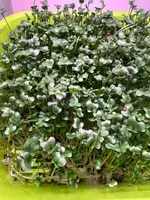 Brokkoli mikroyashil urug'lari