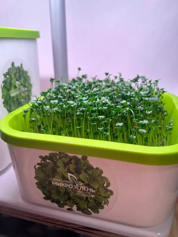 Brokkoli mikroyashil urug'lari