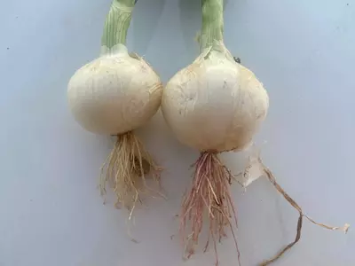 оқ пиёз комета 1