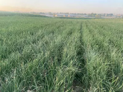 оқ пиёз комета 1