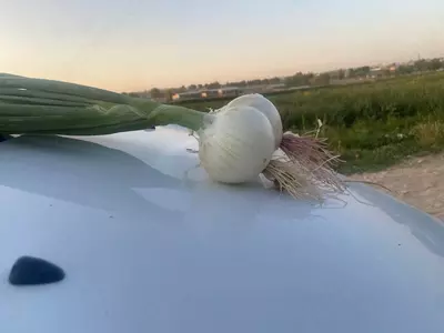 оқ пиёз комета 1