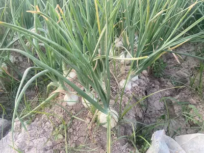 оқ пиёз комета 1