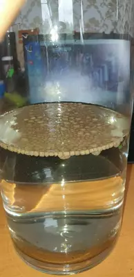 балиқлар учун оғиз