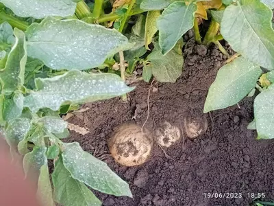 kartoshka optom Sante Sinyora