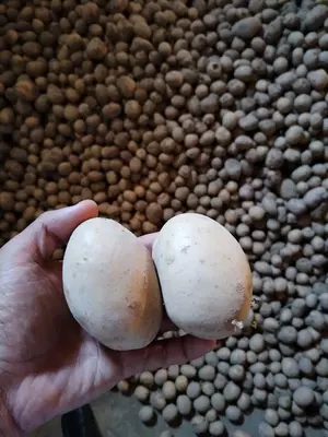 kartoshka optom Sante Sinyora