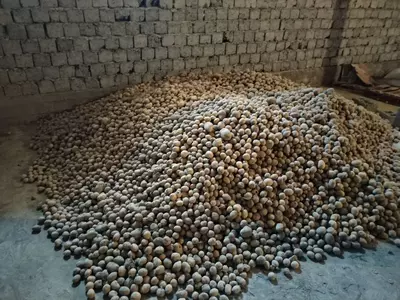 kartoshka optom Sante Sinyora