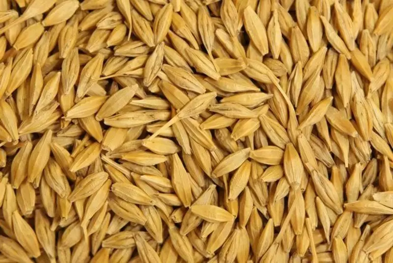 ШОЛИ УРУҒЛИК