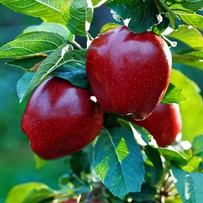 Саженцы яблоко