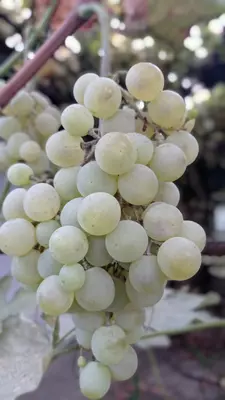 Uzum optom ( vinniy sortlar ) Izabella