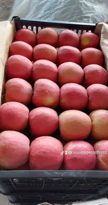 Pink ledi (Pushti honim) OLALARI