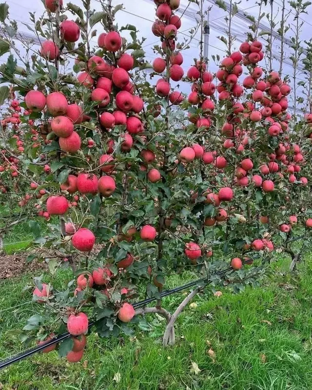 Pink ledi (Pushti honim) OLALARI